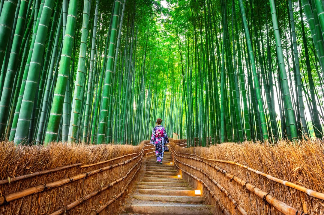 Kyoto City Tour and Osaka